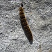 Local caterpillar.
