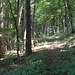 Schattig-schönes Waldstückchen bei Hochwang