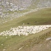 <b>Gregge di pecore sul Pistone Betta.</b>