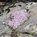 Blumenidylle 2 - auf Fels