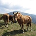 Cavalli in cima al Caval Drossa 