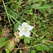 Parnassia palustris L.<br />Celastraceae (incl. Saxifragaceae p.p.)<br /><br />Parnassia.<br />Parnassie des marais.<br />Sumpf-Herzblatt.