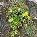 Saxifraga aizoides L.<br />Saxifragaceae<br /><br />Sassifraga cigliata.<br />Saxifrage des ruisseaux.<br />Bach-Steinbrech.