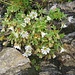 Cerastium uniflorum Clairv.<br />Caryophillaceae<br /><br />Peverina dei ghiaioni.<br />Céraiste uniflore.<br />Einblütiges Hornkraut.