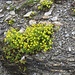 Saxifraga aizoides L.<br />Saxifragaceae<br /><br />Sassifraga cigliata.<br />Saxifrage des ruisseaux.<br />Bach-Steinbrech.