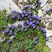 Campanula cochlearifolia Lam.<br />Campanulaceae<br /><br />Campanula dei ghiaioni.<br />Campanule naine.<br />Niedliche Glockenblume.