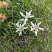 Leontopodium alpinum L.<br />Asteraceae<br /><br />Edelweiss, Stella alpina.<br />Edelweiss.<br />Edelweiss.