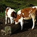 vacche all'Alpe Bondolero
