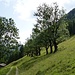 Man könnte Bergahorne hier am Hölzelstalalm-Niederleger vermuten. Mitnichten: hier steht eine angepflanzte,  leider etwas überalterte Eschenallee. <br />Einerseits ist Eschenholz sehr Alm-geeignet für Spatenstiele, Äxte usw, weil es hart und außerdem elastisch ist. Aber das war nicht der einzige Grund für die Anpflanzung. Frisch ausgetriebene Eschenäste wurden früher auch als nahrhaftes Tierfutter für Kälber und Kühe verwendet! 