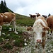 Auf dem Weg zum Hölzelstalalm-Hochleger.<br />Wie nett, Kälber sind immer so neugierig und manchmal...