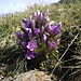 Alpine flora...