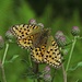 Großer Perlmuttfalter, Argynnis aglaja, Weibchen, femmina<br /><br />(Danke an die Schmetterling- und Raupe-Professoren:-)!)