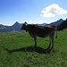 Bei schönem Wetter haben die Kühe hier ein schönes Leben! / Bella vita delle mucche con bel tempo....