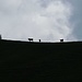 Kühe am Grat / le mucche in cima