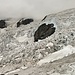 wild Lys Glacier