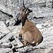 <b>Capra ibex femmina.</b>