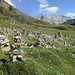 verso l'Alpe di Motterascio : Cimitero ( o piantagione ) degli ometti