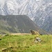 Marmotta dell'Alpe Motterascio
