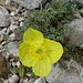 prächtige Blume auf dem Weg zum "König der Karawanken":
Kerner oder Karawanken Alpenmohn