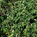 Sanguisorba dodecandra<br />Endemismo di alcune valli orobiche