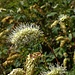 Sanguisorba dodecandra, fiore