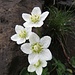 Sumpf-Herzblatt (Parnassia palustris)