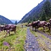 Mucche della Val Carassina