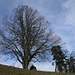 imposant, dieser Baum auf der Lueg;<br />links noch knapp ersichtlich die Umfassungsmauer des Soldatendenkmals