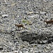Two of the ibex which I spotted below Chrachenhorn.