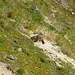 Some of the marmots I spotted on the way.
