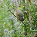 Vogel beim Turnen