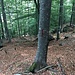 Rote Markierung bergseitig an den Buchen