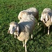 Schafe in der Schönau