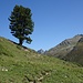 Wohl eine der höchst gelegenen Arven im Albulagebiet