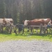 Die Kühe bewachen unsere Radl / le mucche sorvegliano le nostre bici