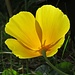 Späte Blüte, aber so schön: Gelber Hornmohn, Glaucium flavum / fiore tardo, ma bellissimo!