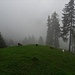 Die Ziegen stört der Regen ebenfalls nicht, allerdings erkennt man nicht ganz so gut den Laber und Oberammergau