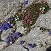 Blumenvielfalt im Fels