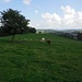 Weidende Kühe, dahniter der Blick Richtung Frauenfeld