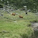 Come mi sono affacciato all’Alpe, le mucche si sono tutte fermate e si sono messe a fissarmi intensamente; verificato però che la capanna era protetta dalla bandella elettrificata, mi sono quindi diretto verso di essa con passo veloce…
