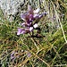 Gentiana ramosa Hegetschw.<br />Gentianaceae<br /><br />Genziana ramosa.<br />Gentiane rameuse.<br />Reichästiger Enzian.