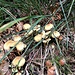 Il bosco è pieno di funghi.