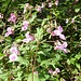 Drüsiges Springkraut: Übler Neuphyt oder einfach hübsch?<br />Den Wildbienen scheint es auf jeden Fall zu schmecken