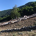 Im Aufstieg zwischen Zarunica und Katun Grlata - In einer Höhe von gut 1.550 m passieren wir eine kleine Hirtensiedlung am Rande einer größeren Wiese (gemäß Karte: Fuš Sirma). Noch sind sämtliche Schafe im Gatter.