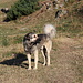 Im Aufstieg zwischen Zarunica und Katun Grlata - Herdenschutzhunde - vom Typ Šarplaninac oder ähnlich - erfüllen hier ihre Aufgaben. Während dieser gerade die eine Hälfte unserer Wandergruppe fixiert, wird er von der anderen fotografiert.