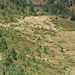 Vrh Bora - Überall reifen derzeit die Heidelbeeren und werden von den Einheimischen geplückt, hier an den Hängen östlich des Bora.