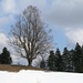 wie auch der vielfach fotografierte Baum auf der Hornbachegg