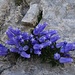 hübsche Blumen im Karrengelände 4; aussergewöhnliche [https://de.wikipedia.org/wiki/Zois-Glockenblume Glockenblumen]