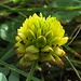 Braun-Klee, Trifolium badium...es blüht noch was auf dem Bergwiesen! / C`è sempre qualcosa in fiore sui prati di montagna!