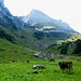 Die Alp ist idyllisch gelegen, von Kühen und ..... 